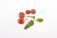 Kannibalen Tomate